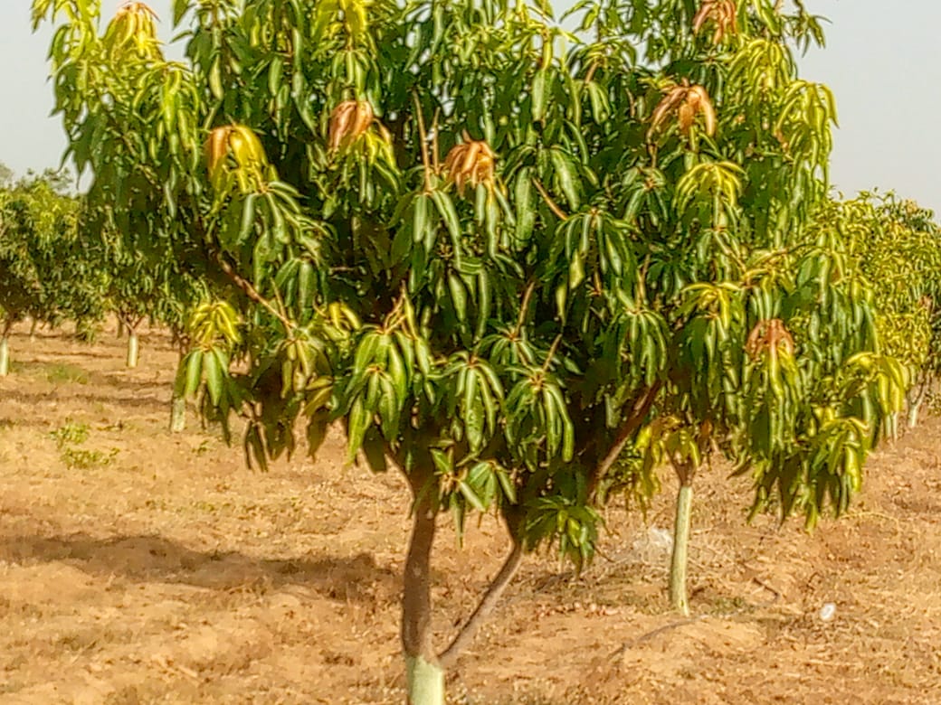 Mango Farm at CDA